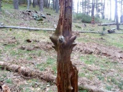 Peña Quemada; grupos de montaña; actividades de ocio; excursion a madrid;calidad en el senderismo